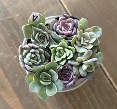 ミックスベリア　おらいさん苗　８品種　カット苗セット 多肉植物