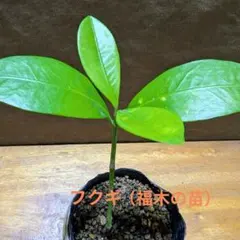 2026年最新】フクギ 苗の人気アイテム - メルカリ