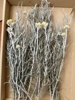 말린 꽃 카레 식물 은빛 녹색 꽃 소재