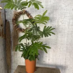 月曜価格！エバーフレッシュ　苗　苗木　観葉植物　6号鉢　1鉢4株植え
