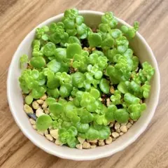 マルバ万年草　多肉植物　抜き苗