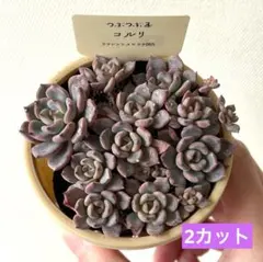 KSKS♡様 リクエスト 2点 まとめ商品