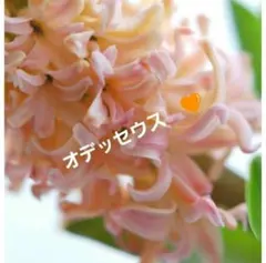 橙⚛️ヒヤシンス『オデッセウス咲き終わり苗』アプリコット花壇鉢植水栽培❁⃘*.゜