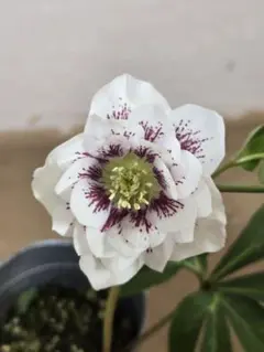 ゆうゆう様 リクエスト 3点 まとめ商品