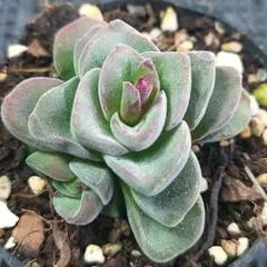 ★コラリタ★抜き苗★クラッスラ★多肉★多肉植物★寄せ植え★