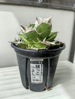 親株】アガベチタノタトリケラトプス TC カクタスグリーン - メルカリ