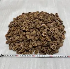 2.25k 호두 껍질 포장 포함