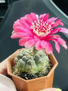 貴重実生品種‼️花サボテン 良香8年株 貴重実生品種‼️花サボテン 良香8年株