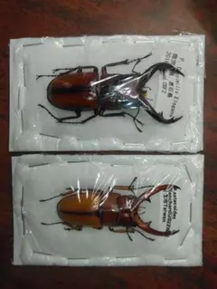 2026年最新】ノコギリクワガタ標本の人気アイテム - メルカリ