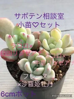 2025年最新】臼田リンゼアナの人気アイテム - メルカリ