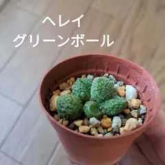 2025年最新】アドロミスクスの人気アイテム - メルカリ