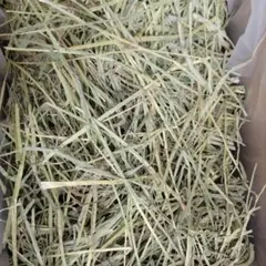 チモシー 5kg ウサギ モルモット うさぎ デグー チンチラ １番刈り 餌のサムネイル