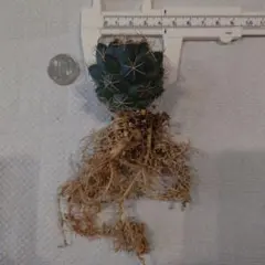 take様 リクエスト 2点 まとめ商品