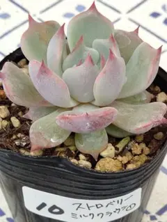 10 ストロベリーミルククラウン①／ミックスベリア　多肉植物