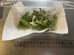 セダム・タイム各種カット苗　詰め合わせ