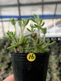 なぁ様 リクエスト 2点 まとめ商品