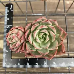 mi_ju様 リクエスト 2点 まとめ商品