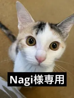 Nagi様専用　マロンまどんな　　9.8kg箱込み　小玉訳あり