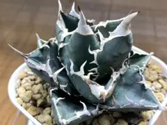 2026年最新】アガベSADの人気アイテム - メルカリ