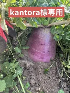 kantora様専用　紫だいこん