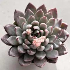 メ*7様 no. 569 青鬼　おらいさん　ミックスベリア　札なし　抜き苗　多肉