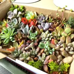 ① 多肉植物 多肉弁当 大きめ カット苗セット 詰め合わせ【ゆうパケットプラス】