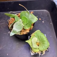 ビカクシダ アソートセット 8株 胞子培養 ピカチュウ含む - メルカリ