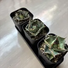 2025年最新】品種名：シーザー アガベの人気アイテム - メルカリ