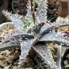 2026年最新】アロエ ハイブリッドの人気アイテム - メルカリ