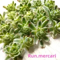 Miiko様 リクエスト 2点 まとめ商品