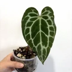 Anthurium SKG Silver 選抜株 - メルカリ