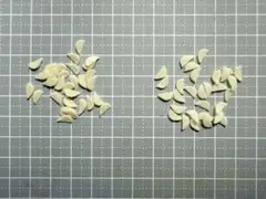 いちじくパーツ(着色なし)