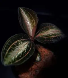 Cystorchis sp. Papua Green Type - メルカリ
