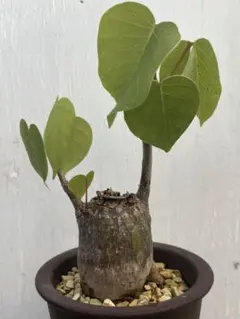 ヒドノフィツム・フォルミカルム 塊根植物 コーデックス ヒドノフィツム・フォルミカルム 塊根植物 コーデックス - メルカリ