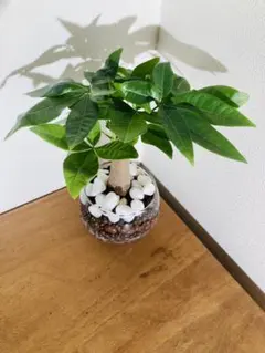 coco様 リクエスト 2点 まとめ商品