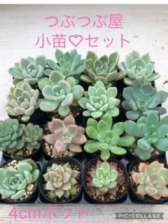 多肉植物 香水錦(お顔違い)♡小苗セット 多肉植物 香水錦＆キャビア錦♡小苗セット - メルカリ