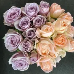 産地直送‼️バラ（切り花 ・生花）＊パープル＆オレンジハーフ＊　30㎝SM　20本