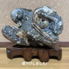 k*o様 アンモナイト化石(565) - メルカリ