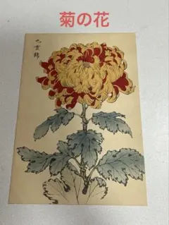 菊の絵　版画？　品種名　東鹿子 菊の絵 版画？ 品種名 東鹿子 - メルカリ