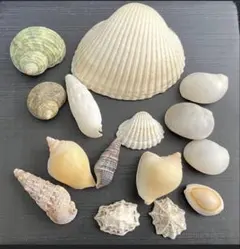 貝殻セット