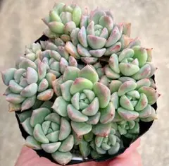 2025年最新】ダーリーサンシャインの人気アイテム - メルカリ