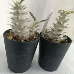 2026年最新】ホロンベンセの人気アイテム - メルカリ