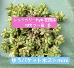 空*ん様 C35-C5126 24株 花団錦 抜き苗 ふっくら 多肉植物 空*ん様 C35-C5126 24株 花団錦 抜き苗 ふっくら 多肉植物