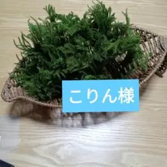 こりん様専用