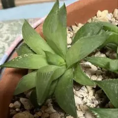 【抜き苗2株】ハオルチア エメラルドフラッシュ｜透明葉・根付き多肉植物