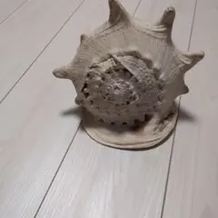 2026年最新】トウカムリ貝の人気アイテム - メルカリ