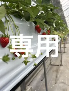 専用❣️しなこちゃん　くし