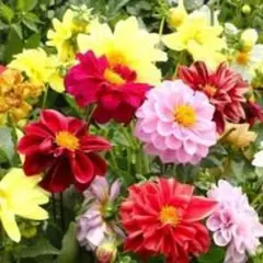 ダリア　オペラ矮性　混合　花の種　球根性多年草