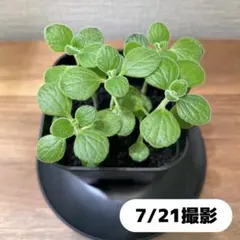 2026年最新】フラワー・ガーデニングの人気アイテム - メルカリ
