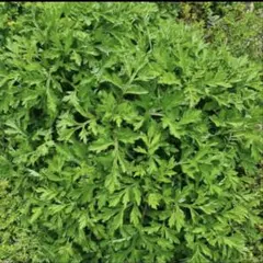 北海道産 玉ねぎ 苗 無農薬 100本③ 晩生品種 北もみじ2000 - メルカリ